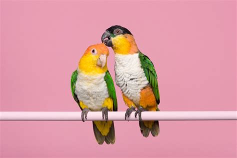 Differenze tra pappagallo maschio e femmina (DNA sexing infographic)