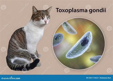 Illustrazione del parassita Toxoplasma gondii