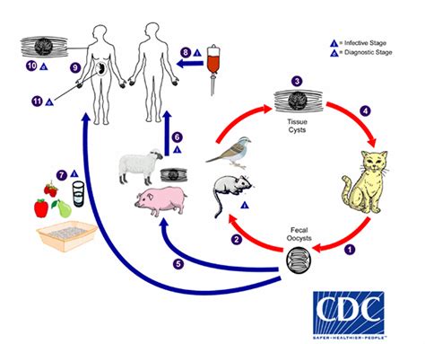 Diagramma del ciclo vitale del Toxoplasma gondii