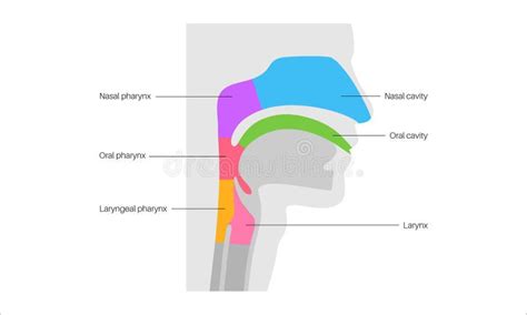 illustrazione schematica dell'anatomia della gola e della bocca per comprendere le zone di applicazione del prodotto