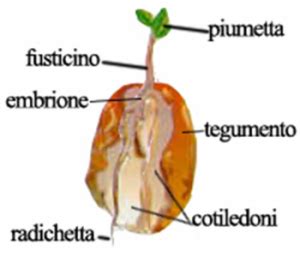 Sezione trasversale di un seme con indicazione di tegumento, cotiledoni e embrione