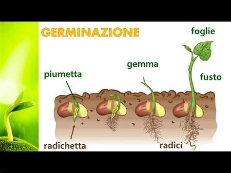 Sequenza di germinazione di un seme