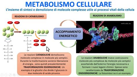 illustrazione schematica del metabolismo energetico cellulare