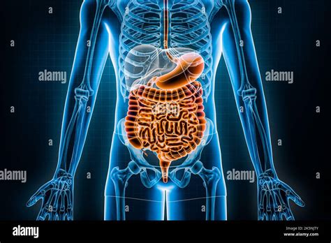 Illustrazione schematica dell'apparato digerente umano con indicazione delle principali aree soggette a interventi endoscopici e diagnostici pediatrici.
