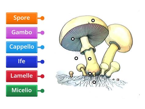 Diagramma schematico che mostra le sezioni del fungo (volva, anello, lamelle, cappello)