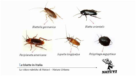 rappresentazione delle diverse specie di blatte comuni in ambito domestico