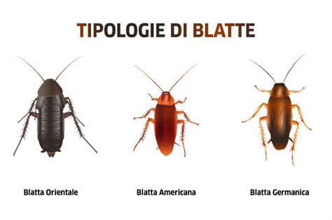 dettaglio morfologico della blatta germanica con evidenza del pronoto striato