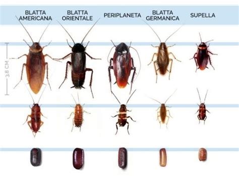 grafico che illustra i vettori di malattie delle blatte negli ambienti domestici