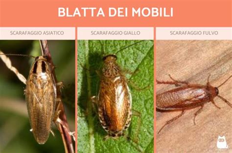 mappa della diffusione globale delle specie di scarafaggi di maggiore interesse sanitario