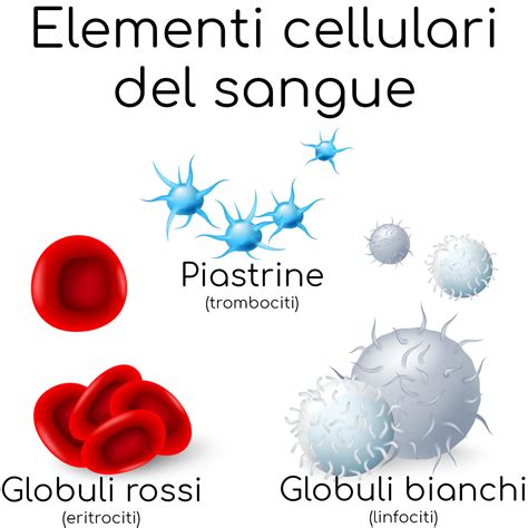 Diagramma delle cellule del sangue: globuli rossi, globuli bianchi, piastrine