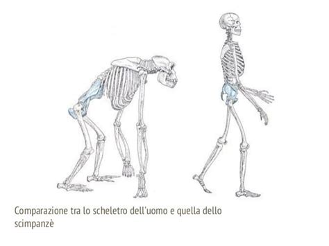 Confronto bacino umano e scimmia