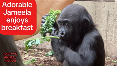 Jameela la gorilla cucciola