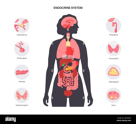 rappresentazione stilizzata del sistema endocrino femminile