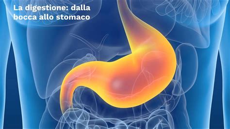 illustrazione di bolle di gas nell'intestino che si rompono o si uniscono