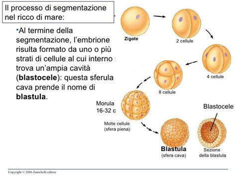 Diagramma che mostra le prime divisioni cellulari dello zigote fino allo stadio di 8 cellule