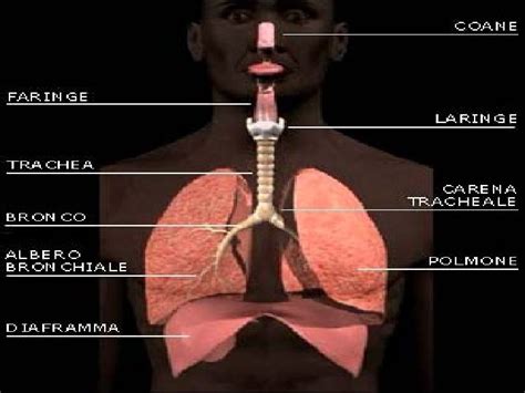 rappresentazione anatomica delle vie aeree durante un colpo di tosse
