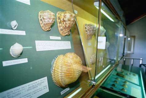 Reperti di conchiglie e vita marina esposti in un museo del mare