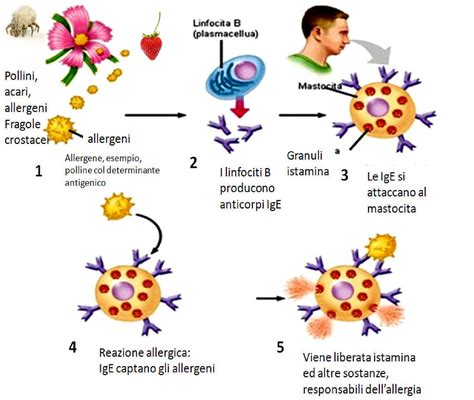 diagramma del sistema immunitario e reazione allergica