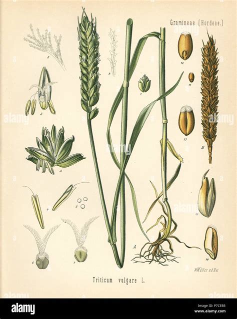 Triticum vulgare wheat plant
