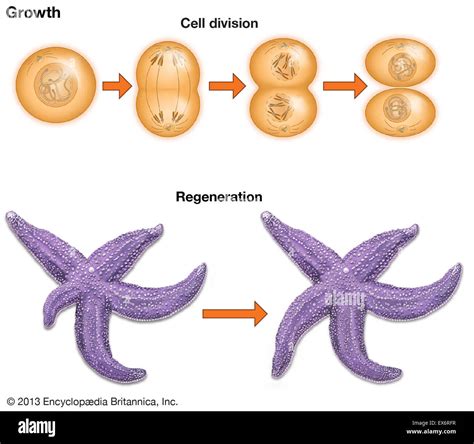Cellular regeneration diagram