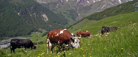 Allevamento bovini in Italia