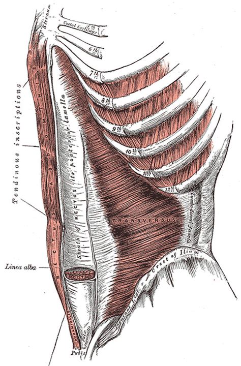 rappresentazione anatomica dell'addome pediatrico