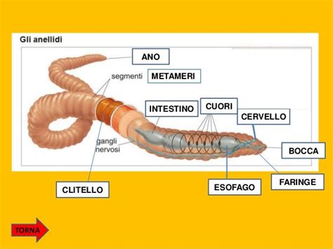 illustrazione anatomica di un lombrico con evidenziati i segmenti e il clitello