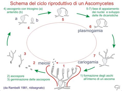 rappresentazione stilizzata del ciclo riproduttivo del topo nel suo habitat naturale