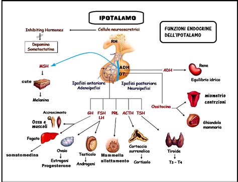 diagramma del circuito ipotalamico coinvolto nella sintesi di galanina e ossitocina