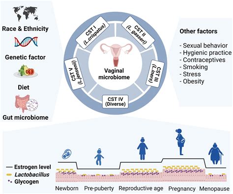 Microbiota vaginale sano