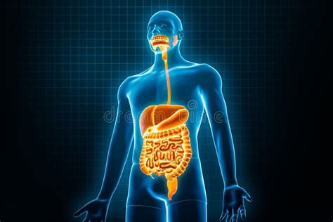 Illustrazione del tratto gastrointestinale con recettori encefalinergici