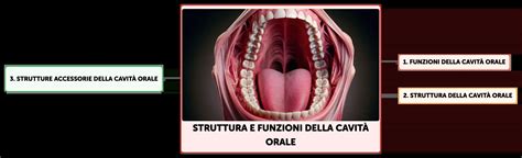 schema evolutivo della cavità orale nel bambino