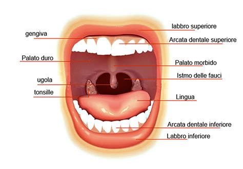 anatomia della bocca durante la masticazione infantile