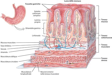 illustrazione schematica dell'anatomia della mucosa vaginale
