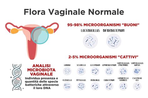 Schema della flora vaginale e lattobacilli