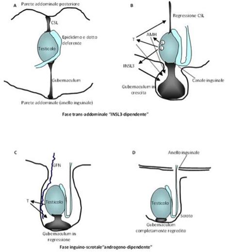 Diagramma del percorso di discesa testicolare fetale