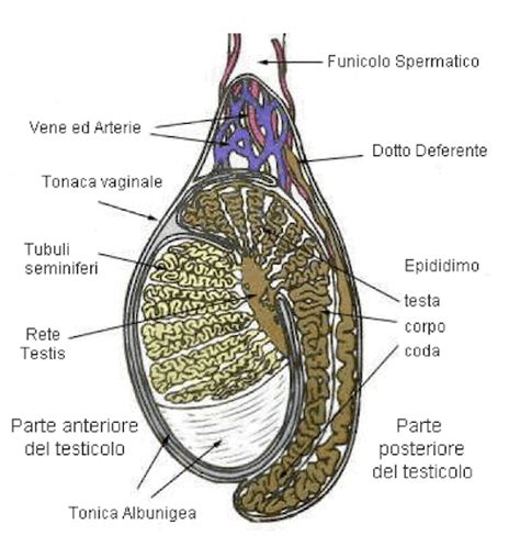 Illustrazione che mostra la differenza tra testicolo ritenuto e testicolo retrattile