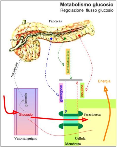 diagramma che illustra l'importanza del fegato nel metabolismo del paracetamolo