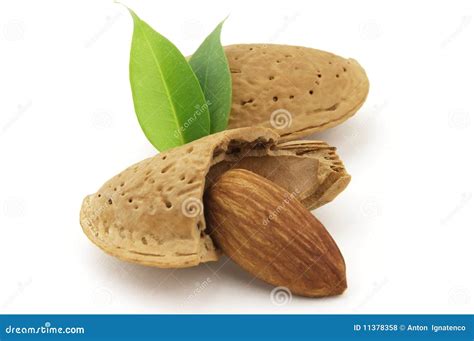 Immagine comparativa di avena e mandorla dolce