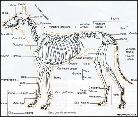 Immagine ravvicinata della Pipa pipa con dettagli delle zampe anteriori e degli organi a stella