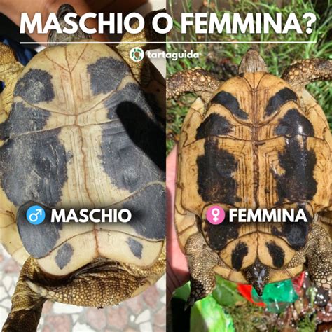 Dorso di una femmina di Pipa pipa con uova incubate, mostrando le tasche cutanee