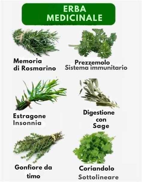 Illustrazione di diverse erbe medicinali utilizzate nei rimedi naturali