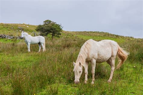 cavallo in un ampio pascolo