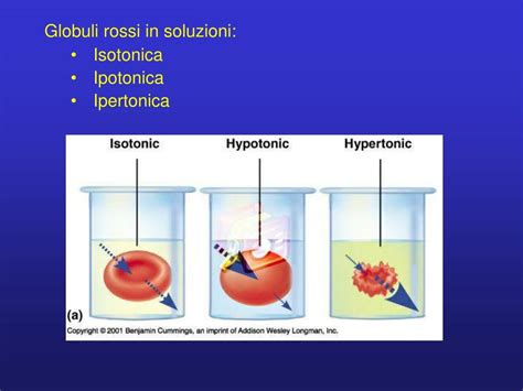 Differenza tra soluzione isotonica e ipertonica