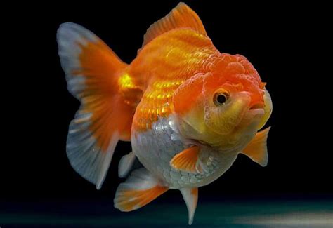 pesce rosso oranda in primo piano