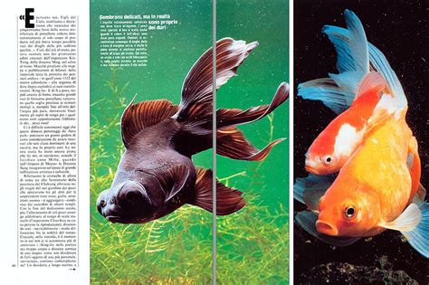 schema delle differenze tra pesci rossi maschi e femmine