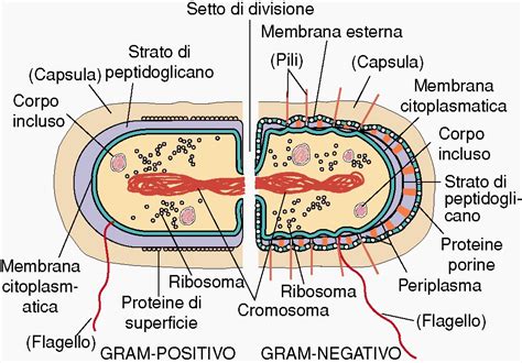 rappresentazione microscopica di un batterio patogeno