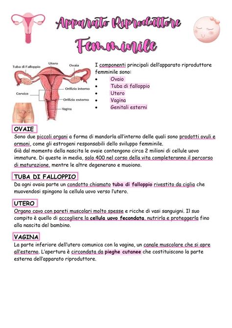 schema dell'apparato riproduttivo femminile per la comprensione dell'inserimento vaginale