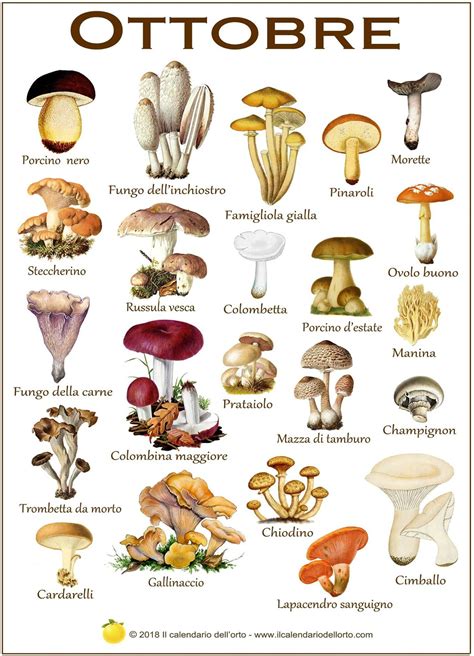 Mappa concettuale che illustra i vari tipi di funghi commestibili adatti alla preparazione della pasta, con indicazioni sulla loro stagionalità e caratteristiche aromatiche.