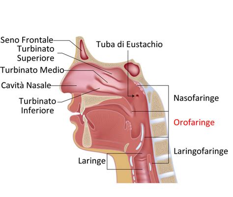 anatomia delle adenoidi e del rinofaringe